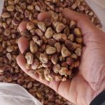 مغز کلوقوچی واکبری