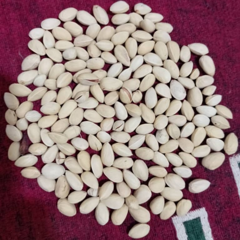 روآبی فندقی