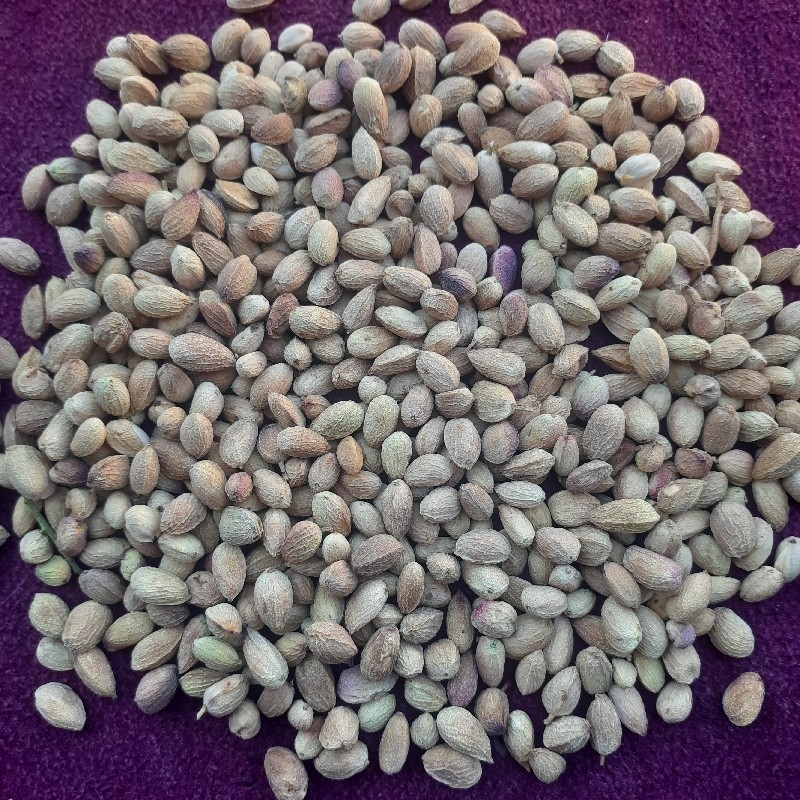 پسته پوک شمارا خریدارم